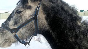 кобыла погуляла