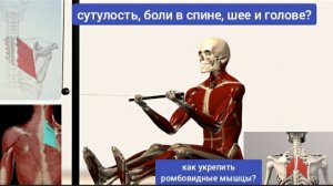Деградация ромбовидных мышц спины не даёт жить шее и мозгу. Надо оживить поперечную артерию шеи