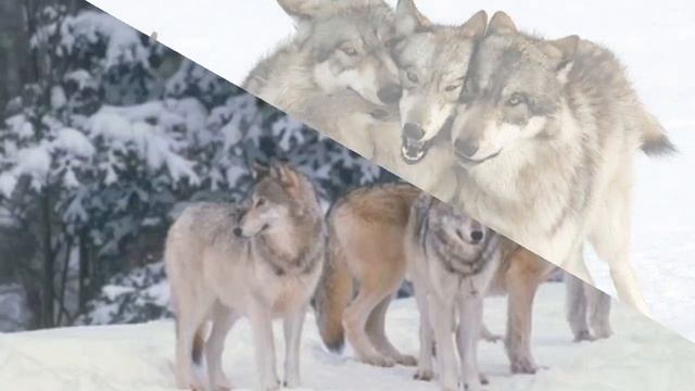 Стая волков