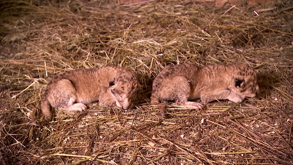 В крымском сафари-парке зафиксирован бэби-бум / События на ТВЦ