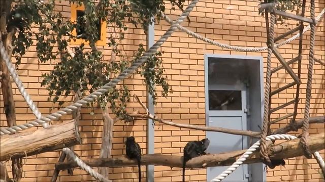 Краснорукие тамарины на улице 21.07.2020 смотреть онлайн