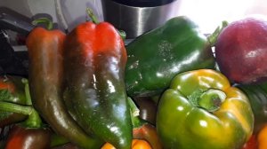 Собираем урожай перца вовремя, таким образом увеличиваем урожай крупного перца.