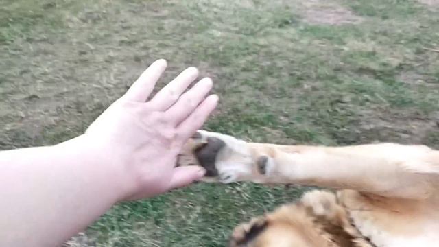 Молоко Джерси нас разделило ? Можно ли покупать возрастную КОЗУ? Гаврюша?Козы гулены ? смотреть онлайн