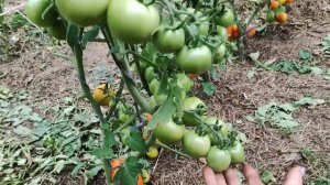 Томаты -открытый грунт(индеты)
