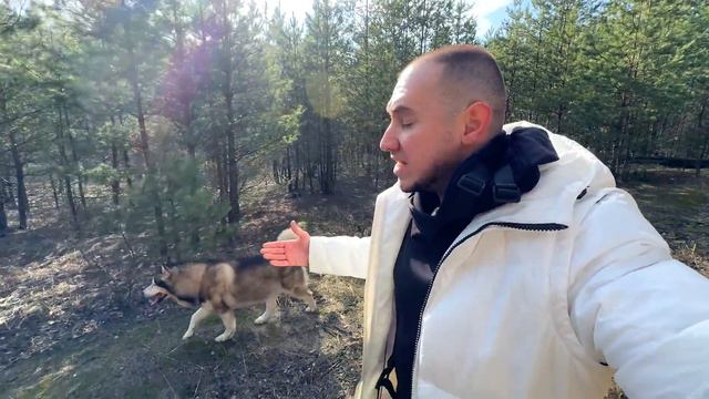 МУЖИК ПОДСТРЕЛИЛ ХАСКИ  опасная прогулка собаки в лесу