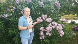 Когда и как обрезаю сирень, ограничивая в росте