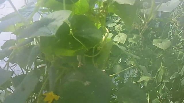 теплица со старых балконных рам смотреть онлайн