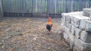 Новый житель нашей фермы! Долгожданная встреча | Молодая ферма