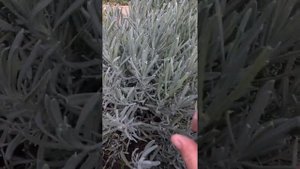 ЛАВАНДА! Как правильно вырастить в первый год лаванду!
