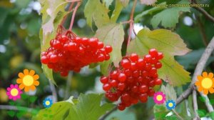 Калина яркокрасная жолобовская. Краткий обзор, описание характеристик, где купить саженцы viburnum