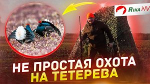 Удачная охота на тетерева! Добыли заветный трофей в Беларуси.