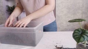 Пересадка алоказии Шкура Дракона