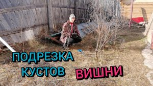 Подрезал вишню ,поглядим что из этого выйдет.