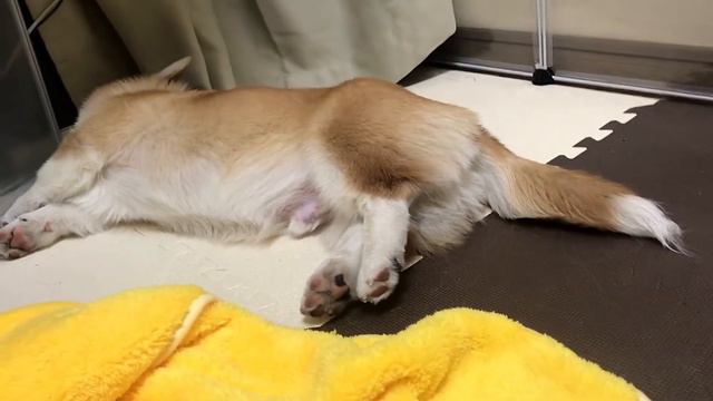 Corgi Puppy Rui is always smile😊 #110 смотреть онлайн