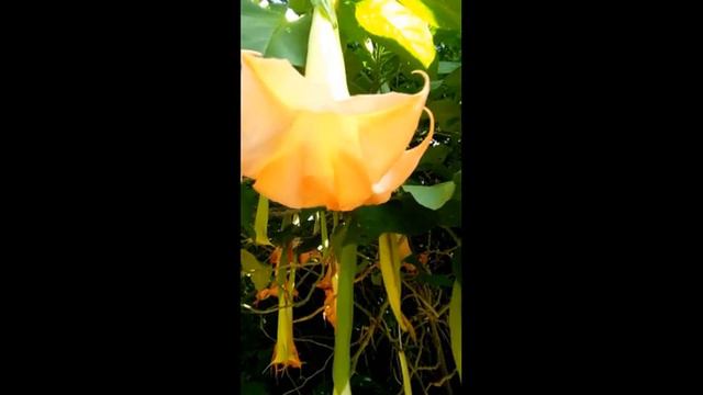 ☠️☠️☠️Attractive but Poisonous - Angel's Trumpet☠️🌱🔥🍄⛺️🌲☠️ смотреть онлайн