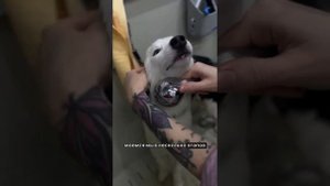 груминг помски Санкт - Петербург