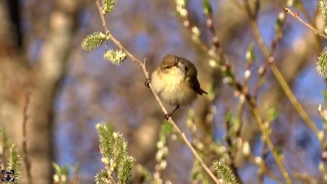 Пеночка-теньковка или пеночка-кузнечик - колибри северных стран / Chiffchaff #пеночка #chiffchaff