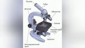 Краткий пересказ §4 Увеличительные приборы. Биология 5 класс Пономарева