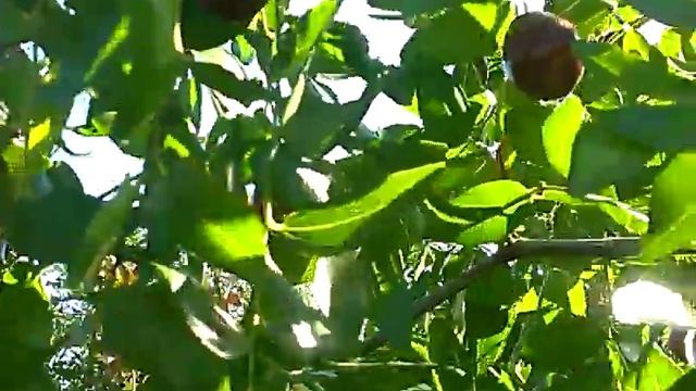 546 .Зизифус на даче у Зои Андреевны . смотреть онлайн