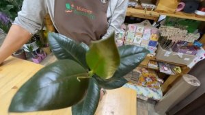 Фикус Мелани - каучуконосный сорт фикуса | Неприхотливый красавец для комнатного озеленения