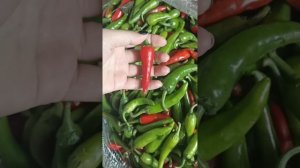 Перцовая паста для кимчи и соусов.