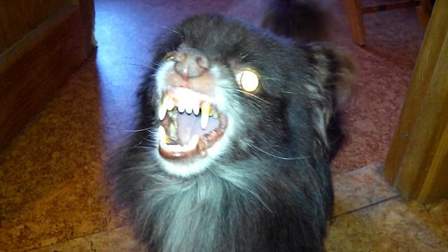 СОБАКА ПСИХ !!! ТАБУРЕТКА LOVE!!! СМОТРЕТЬ ВСЕМ!!! смотреть онлайн