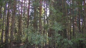 Ленточный бор, Алтайский край