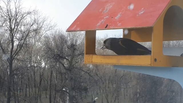 Птицы Поволжья. Зеленушка