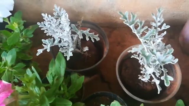 please need tips to save my petunia... with plant shopping haul *24 смотреть онлайн