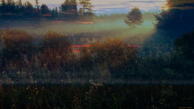 Пение сверчков, стрикотание цикад и кузнечиков 5 часов звуков природы