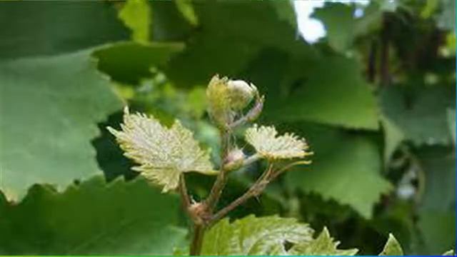 Chữa đau đầu thay đổi thời tiết với cây la rừng