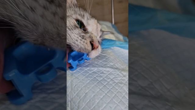 Деми мейн-кун чистка зубов ультразвуком пример для Вас как это делается @УшаковДмитрий смотреть онлайн