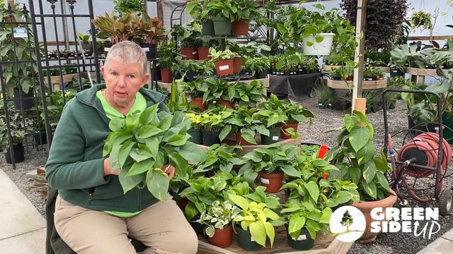 Pothos Care Tips | How to Take Care of Pothos смотреть онлайн