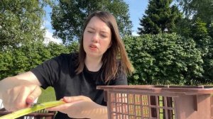 Сбор ревеня и варенье почти без сахара = Шведская деревня