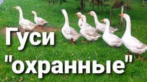 Сбор и переработка урожая и прочая  курятина...