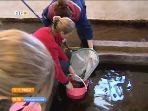 Умбский рыбоводный завод планирует завершить реконструкцию цеха