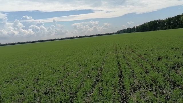 10.06.21. Горох. Прямой посев. смотреть онлайн