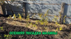 Осенняя посадка малины