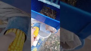 Дробление речной Беззубки, ракушки на дробилке