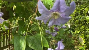 Clematis  'Perle d'Azur' in Our Garden@19