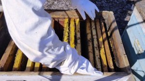 ПОЛНЫЙ РАЗБОР СЕМЬИ ПЧЕЛ|| СИЛЬНЫЕ СЕМЬИ НУЖНО СОКРАЩАТЬ?