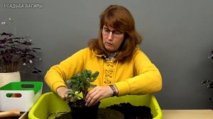 Крассула ундулатифолия, посадка и уход.