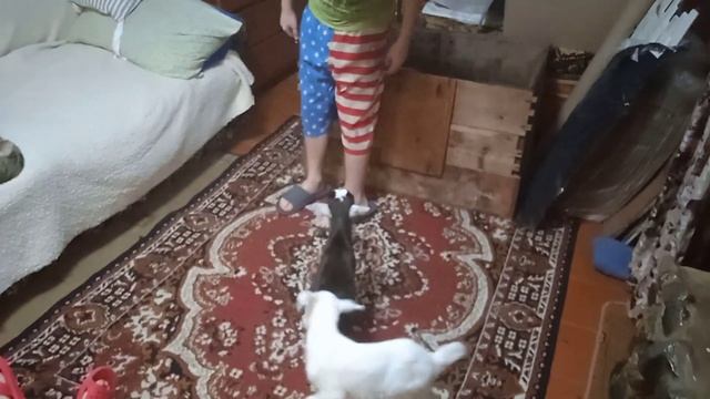 Дети, дети-козы и наш ремонт в доме? смотреть онлайн