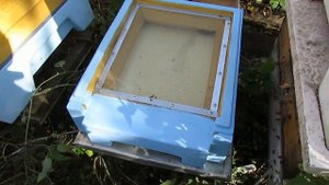 ошибки при работе с пчелами в октябре, и возможность потерять семью пчел по осени