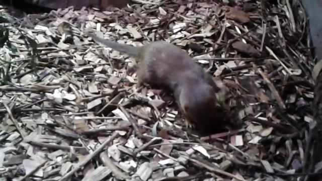 Мангуст карликовый искал клад , но не нашол смотреть онлайн