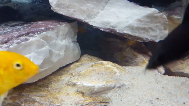 Укрытия из камней для цихлид своими руками . смотреть онлайн