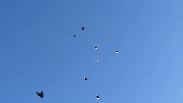 В гостях у Змеева В.И.Голуби Воронежской области смотреть онлайн