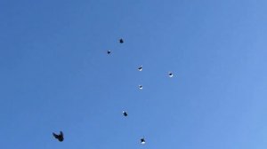 В гостях у Змеева В.И.Голуби Воронежской области