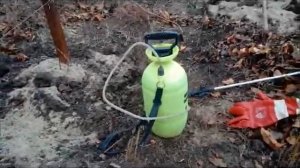 Обрезка винограда осенью и обработка железным купоросом