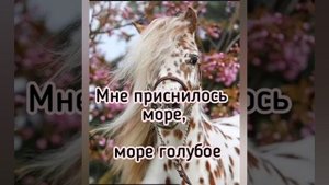 Романо караоке - голубые маки.
